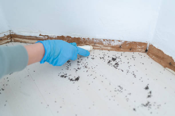 Best Bed Bug Extermination  in Le Claire, IA