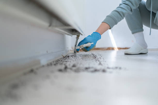 Wasp Removal Services in Le Claire, IA